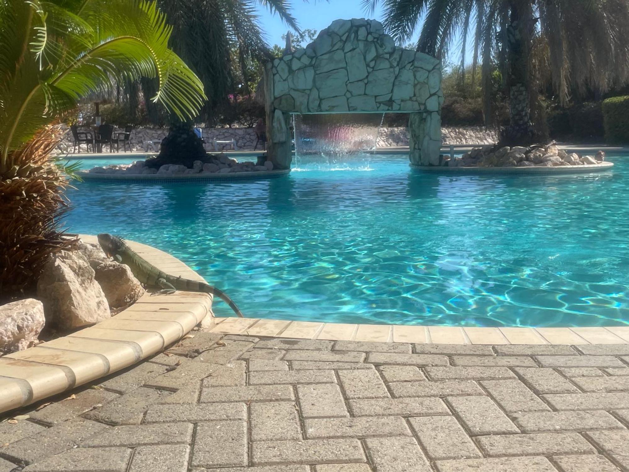 Kas Di Bami A-186 Op Seru Coral Resort - Ruim Appartement Met Groot Zwembad En Tropische Tuin Willemstad Dış mekan fotoğraf